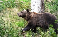 Wolftal-Erleben mit Landesgartenschau 